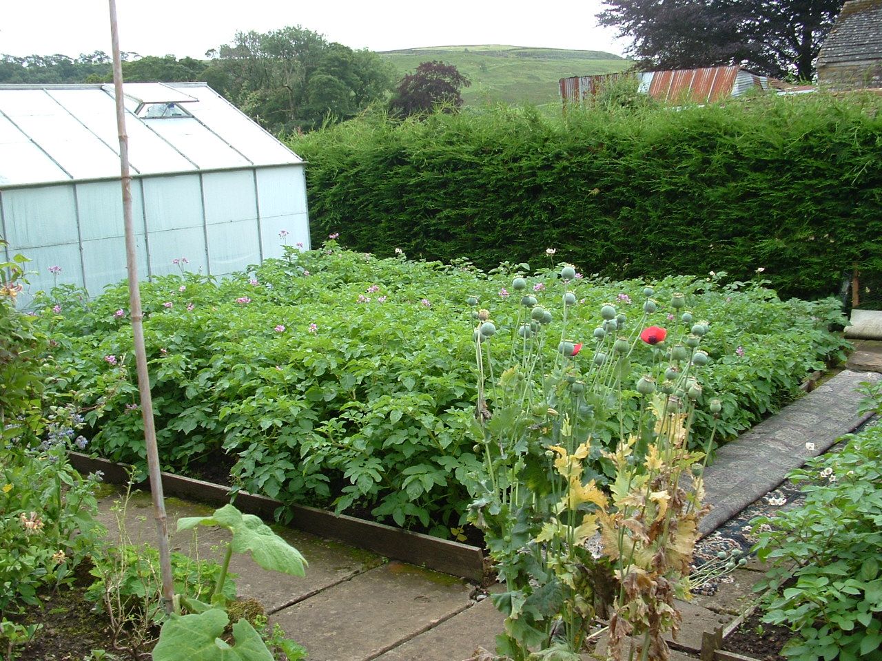 A flourishing outside plot in Sarah's extended garden.